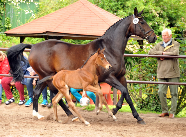 Oldenburger Stutfohlen von Oliver Twist u.d. Beloved v. Kostolany - Foto: Beate Langels - Trakehner Gestt 
Hmelschenburg