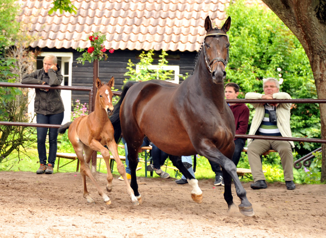 Oldenburger Stutfohlen von Oliver Twist u.d. Beloved v. Kostolany - Foto: Beate Langels - Trakehner Gestt 
Hmelschenburg