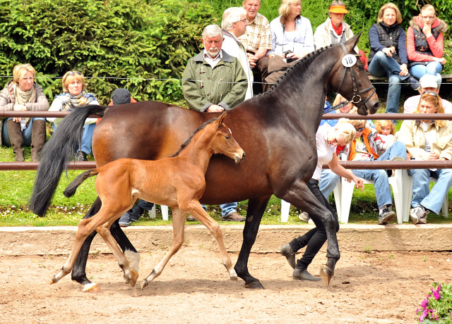 Oldenburger Stutfohlen von Oliver Twist u.d. Beloved v. Kostolany - Foto: Beate Langels - Trakehner Gestt 
Hmelschenburg