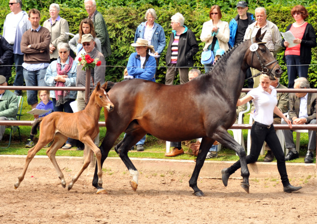 Oldenburger Stutfohlen von Oliver Twist u.d. Beloved v. Kostolany - Foto: Beate Langels - Trakehner Gestt 
Hmelschenburg