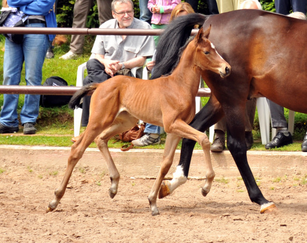 Oldenburger Stutfohlen von Oliver Twist u.d. Beloved v. Kostolany - Foto: Beate Langels - Trakehner Gestt 
Hmelschenburg