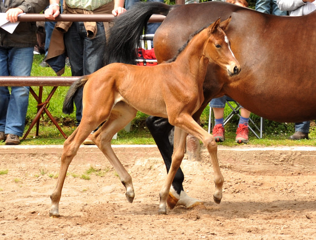 Oldenburger Stutfohlen von Oliver Twist u.d. Beloved v. Kostolany - Foto: Beate Langels - Trakehner Gestt 
Hmelschenburg