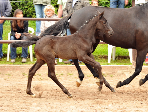 Trakehner Stutfohlen von Oliver Twist x Stresemann, Foto: Beate Langels