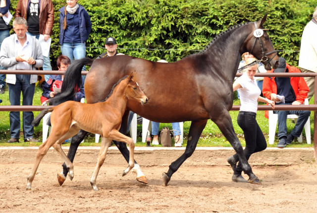 Oldenburger Stutfohlen von Oliver Twist u.d. Beloved v. Kostolany - Foto: Beate Langels - Trakehner Gestt 
Hmelschenburg