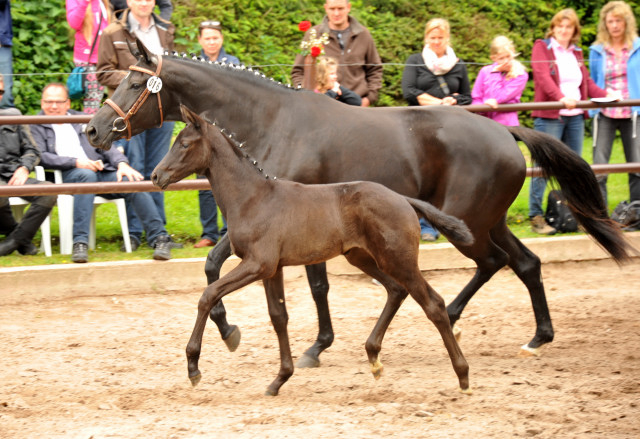 Trakehner Stutfohlen von Oliver Twist x Stresemann, Foto: Beate Langels