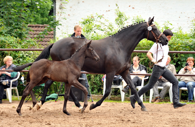 Trakehner Stutfohlen von Oliver Twist x Stresemann, Foto: Beate Langels