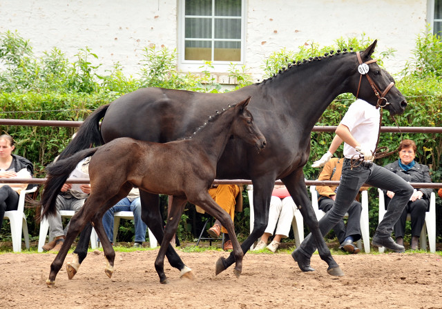 Trakehner Stutfohlen von Oliver Twist x Stresemann, Foto: Beate Langels