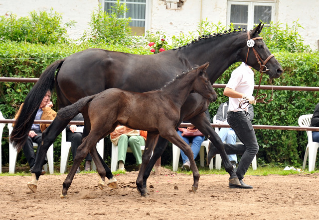 Trakehner Stutfohlen von Oliver Twist x Stresemann, Foto: Beate Langels