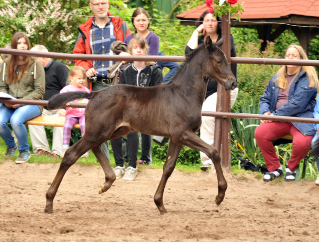 Trakehner Hengstfohlen von Oliver Twist - Summertime - Rockefeller, Foto: Beate Langels