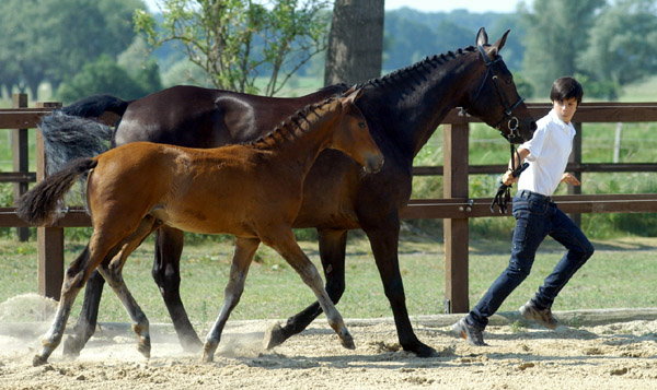 Trakehner Hengstfohlen von Freudenfest u.d. Nakada v. Tambour -  Foto: Beate Langels