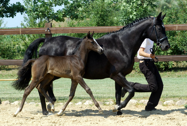 Trakehner Stutfohlen von Exclusiv u.d. Lavinia v. Knigsstein - Foto: Beate Langels, Gestt Hmelschenburg