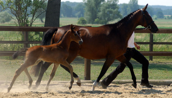 1 Monat alt: Hengstfohlen von Summertime u.d. Karalina v. Exclusiv, Foto: Beate Langels, Gestt Hmelschenburg