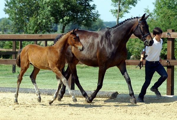 Trakehner Hengstfohlen von Freudenfest u.d. Nakada v. Tambour -  Foto: Beate Langels