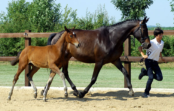 Trakehner Hengstfohlen von Freudenfest u.d. Nakada v. Tambour -  Foto: Beate Langels