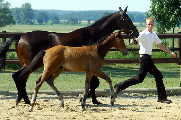 Trakehner Hengstfohlen von Summertime u.d. PS Glorilou v. Shavalou, Gestt Schplitz - Foto: Beate Langels