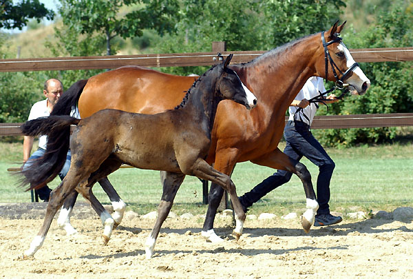 Hengstfohlen von Shavalou u.d. Grazia Patricia v. Alter Fritz - Foto: Beate Langels