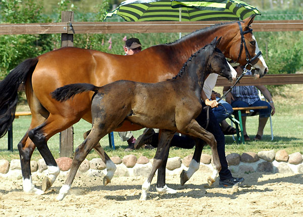 Hengstfohlen von Shavalou u.d. Grazia Patricia v. Alter Fritz - Foto: Beate Langels