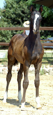 Hengstfohlen von Shavalou u.d. Grazia Patricia v. Alter Fritz - Foto: Beate Langels