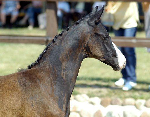 Hengstfohlen von Shavalou u.d. Grazia Patricia v. Alter Fritz - Foto: Beate Langels
