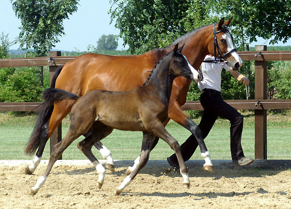 Hengstfohlen von Shavalou u.d. Grazia Patricia v. Alter Fritz - Foto: Beate Langels