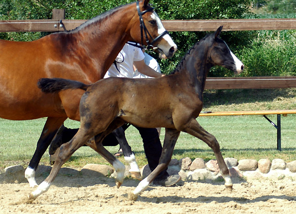 Hengstfohlen von Shavalou u.d. Grazia Patricia v. Alter Fritz - Foto: Beate Langels