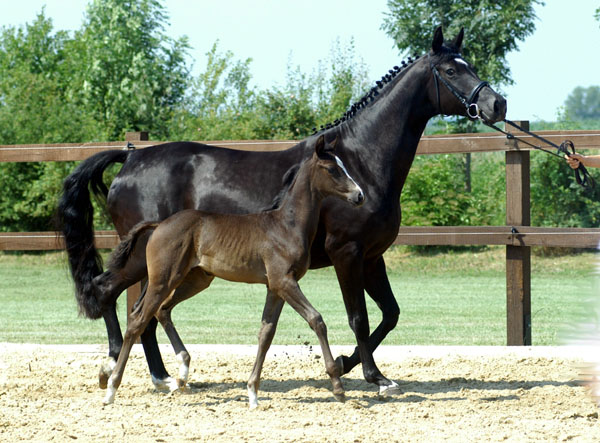 Trakehner Stutfohlen von Exclusiv u.d. Lavinia v. Knigsstein - Foto: Beate Langels, Gestt Hmelschenburg