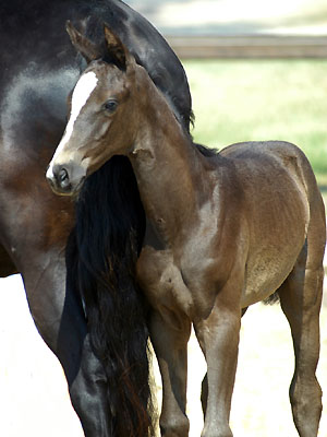 Trakehner Stutfohlen von Exclusiv u.d. Lavinia v. Knigsstein - Foto: Beate Langels, Gestt Hmelschenburg