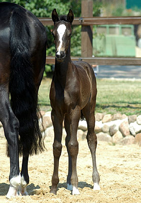 Trakehner Stutfohlen von Exclusiv u.d. Lavinia v. Knigsstein - Foto: Beate Langels, Gestt Hmelschenburg