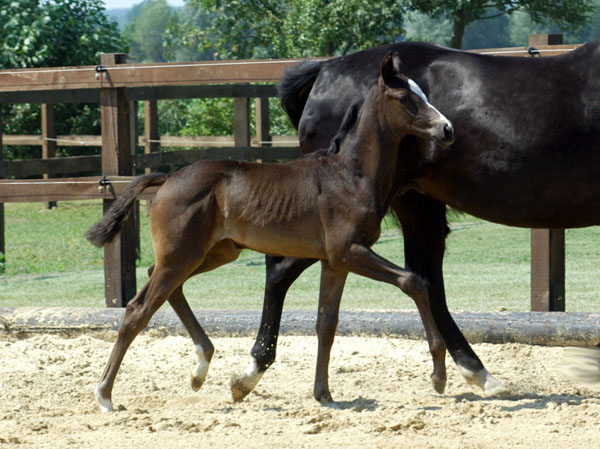 Trakehner Stutfohlen von Exclusiv u.d. Lavinia v. Knigsstein - Foto: Beate Langels, Gestt Hmelschenburg