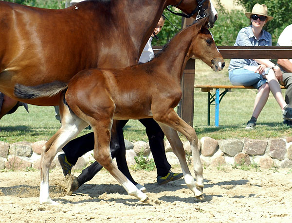 Stutfohlen von Exclusiv, Foto: Beate Langels