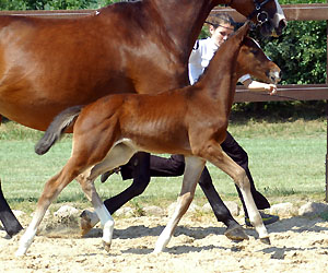 Stutfohlen von Exclusiv, Foto: Beate Langels