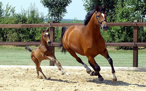 Hengstfohlen von Shavalou u.d. Kalidah Jamal v. Manhattan u.d. ESt. Kassuben v. Enrico Caruso, Foto: Beate Langels, Gestt Hmelschenburg