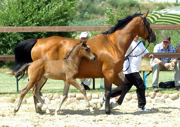 Hengstfohlen von Shavalou u.d. Kalidah Jamal v. Manhattan u.d. ESt. Kassuben v. Enrico Caruso, Foto: Beate Langels, Gestt Hmelschenburg