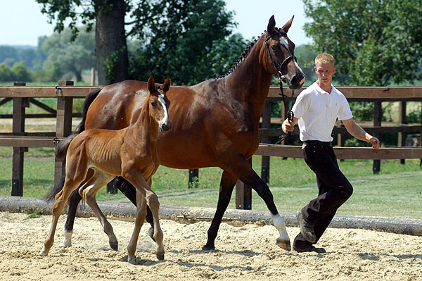 1 Monat alt: Hengstfohlen von Summertime u.d. Karalina v. Exclusiv, Foto: Beate Langels, Gestt Hmelschenburg