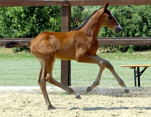 1 Monat alt: Hengstfohlen von Summertime u.d. Karalina v. Exclusiv, Foto: Beate Langels, Gestt Hmelschenburg