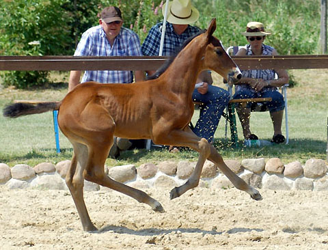 1 Monat alt: Hengstfohlen von Summertime u.d. Karalina v. Exclusiv, Foto: Beate Langels, Gestt Hmelschenburg