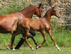 Stutfohlen von Freudenfest