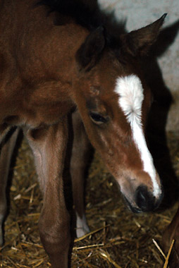 Trakehner Hengstfohlen v. Summertime u.d. Klassic v. Freudenfest u.d. Kassuben v. Enrico Caruso, Zchter: Trakehner Gestt Hmelschenburg Beate Langels