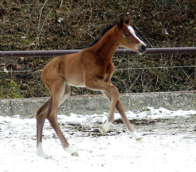 Trakehner Colt by Summertime out of Pr.and StPrSt. Klassic by Freudenfest,Breeder: Trakehner Gestt Hmelschenburg Beate Langels