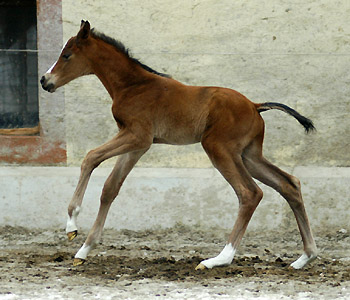 Trakehner Hengstfohlen v. Summertime u.d. Klassic v. Freudenfest u.d. Kassuben v. Enrico Caruso, Zchter: Trakehner Gestt Hmelschenburg Beate Langels