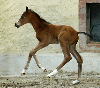 Trakehner Hengstfohlen v. Summertime u.d. Klassic v. Freudenfest u.d. Kassuben v. Enrico Caruso, Zchter: Trakehner Gestt Hmelschenburg Beate Langels