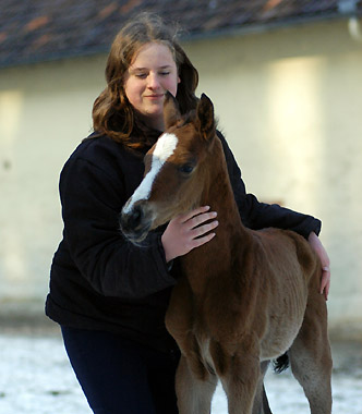 Trakehner Hengstfohlen v. Summertime u.d. Klassic v. Freudenfest u.d. Kassuben v. Enrico Caruso, Zchter: Trakehner Gestt Hmelschenburg Beate Langels