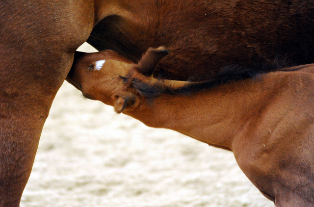 Trakehner Hengstfohlen von Saint Cyr u.d. Mette v. Buddenbrock, Foto: Beate Langels