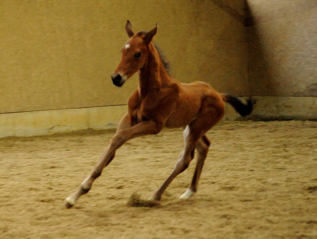Trakehner Hengstfohlen von Saint Cyr u.d. Mette v. Buddenbrock, Foto: Beate Langels