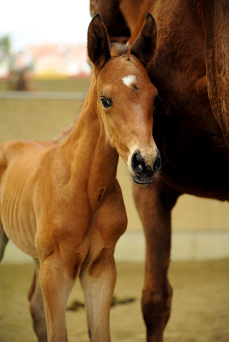 Trakehner Hengstfohlen von Saint Cyr u.d. Mette v. Buddenbrock, Foto: Beate Langels