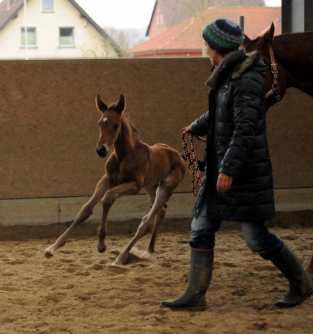 Trakehner Hengstfohlen von Saint Cyr u.d. Mette v. Buddenbrock, Foto: Beate Langels