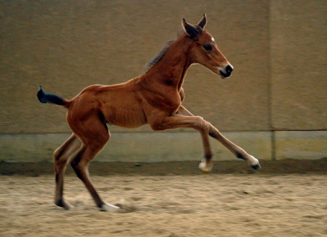 Trakehner Hengstfohlen von Saint Cyr u.d. Mette v. Buddenbrock, Foto: Beate Langels
