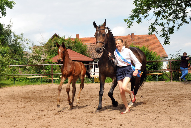 Stutfohlen von Saint Cyr x Lauries Crusador xx - Foto: Beate Langels