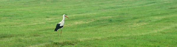 Ein Schäplitzer Storch, Foto: Beate Langels