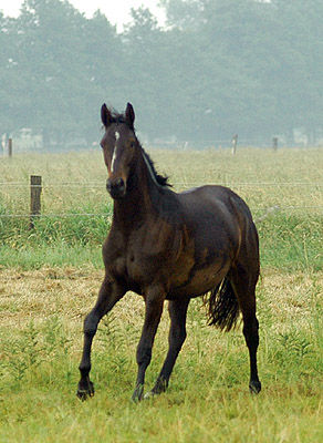 Zweijährige Stuten in Schäplitz - Foto: Beate Langels